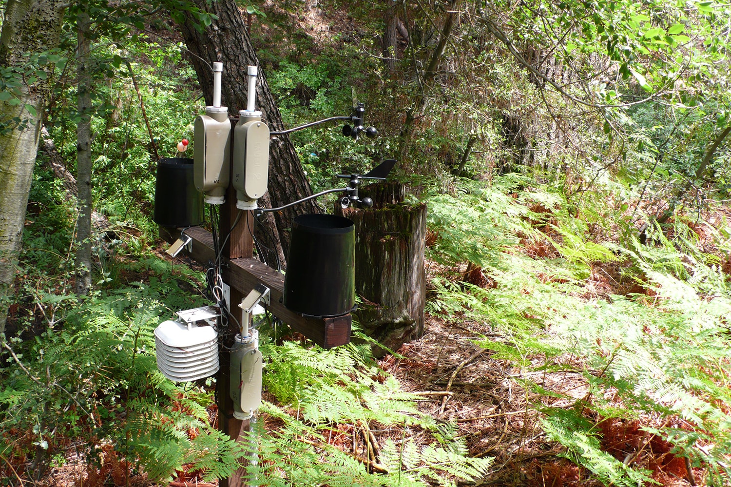 Sensors in experimental forests. Photo by Jennifer Gabrys